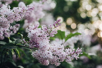 Blooming lilac in the park. Beautiful background of lilac flowers. Purple lilac flowers in a blooming park in spring