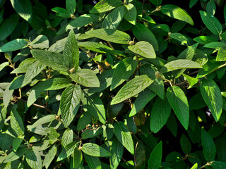 Fototapeta premium Up close pictures of green plants. Progression with buds and full-grown leaves. Spring and summer