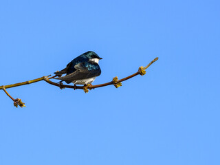 Tree Swallow Sitting on Tree Branch in Spring on Blue Sky