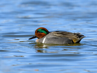 Male Green-winged Teal Swimming in Blue Water