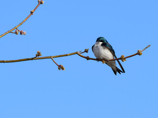 Tree Swallow Sitting on Tree Branch in Spring on Blue Sky
