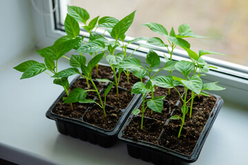 Growing vegetables pepper sprouts from seeds at home. Box with seedlings is on windowsill.