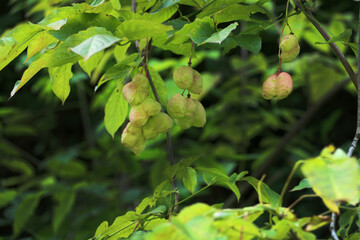 Güvey Kandili, whose homeland is China, Japan and Korea. Sapindaceae lantern tree