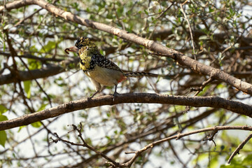 Tarengire National Park safari
