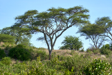 Fototapeta premium Tarengire National Park safari 