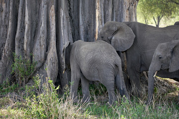 Tarengire National Park safari
