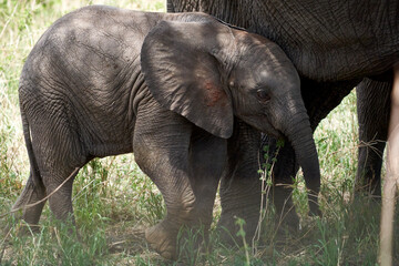 Tarengire National Park safari
