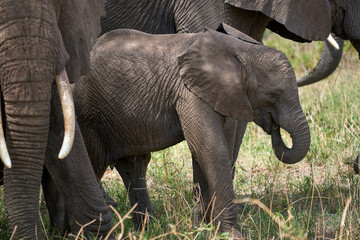Tarengire National Park safari

