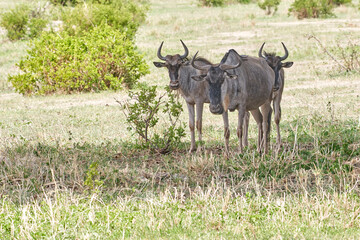 Tarengire National Park safari
