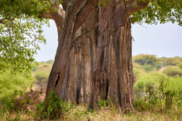 Tarengire National Park safari
