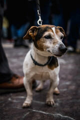 Vertical Portrait of a Small White Dog with Black and Brown Spots on a Leash Held by its Owner While Walking in the Street. Pet Concept