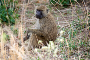 Tarengire National Park safari
