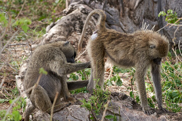 Tarengire National Park safari
