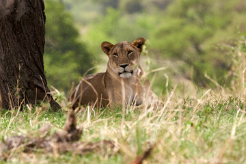 Tarengire National Park safari
