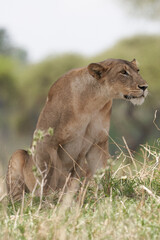 Tarengire National Park safari
