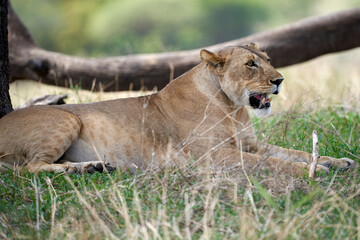 Tarengire National Park safari
