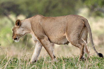 Tarengire National Park safari
