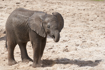 Tarengire National Park safari
