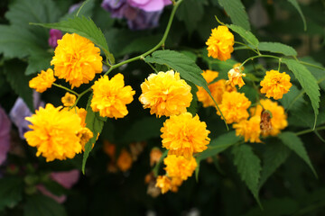 canary rose: Kerria Japonica is a deciduous shrub and striking plants with long blooming, showy yellow flowers. It grows naturally in China and Japan.
