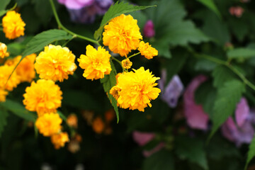 canary rose: Kerria Japonica is a deciduous shrub and striking plants with long blooming, showy yellow flowers. It grows naturally in China and Japan.