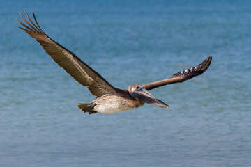 Brown Pelican in flight above the Gulf of Mexico on the Florida Coast.