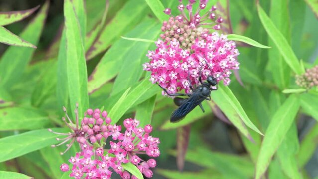 Great Black Wasp feeding on Swamp Milkweed.