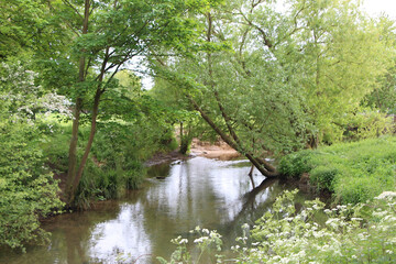 Springtime walk to see the flora and fauna along the river Lea flowing through the meads nature reserve on the outskirts of hertford on the border of London - obrazy, fototapety, plakaty
