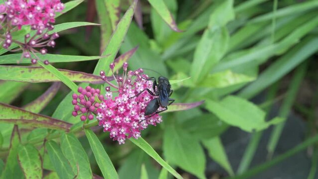 Great Black Wasp feeding on Swamp Milkweed.