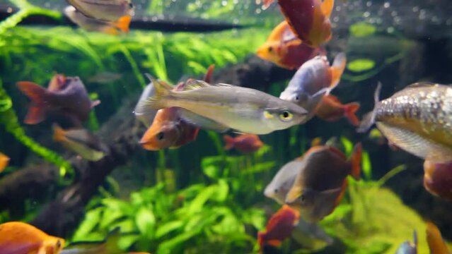 Red rainbowfish (Glossolepis incisus), Boeseman's rainbowfish (Melanotaenia boesemani), Australian rainbowfish (Melanotaenia fluviatilis) and banded rainbowfish (Melanotaenia trifasciata) underwater