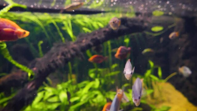 Red rainbowfish (Glossolepis incisus), Boeseman's rainbowfish (Melanotaenia boesemani), Australian rainbowfish (Melanotaenia fluviatilis) and banded rainbowfish (Melanotaenia trifasciata) underwater