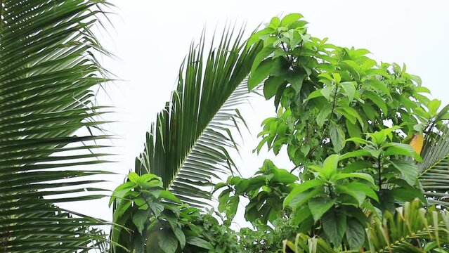 Light rain in a cool tropical climate, trees visible against a white cloud background