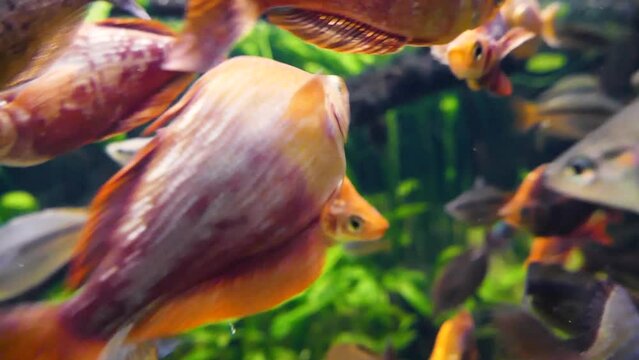 Red rainbowfish (Glossolepis incisus), Boeseman's rainbowfish (Melanotaenia boesemani), Australian rainbowfish (Melanotaenia fluviatilis) and banded rainbowfish (Melanotaenia trifasciata) underwater