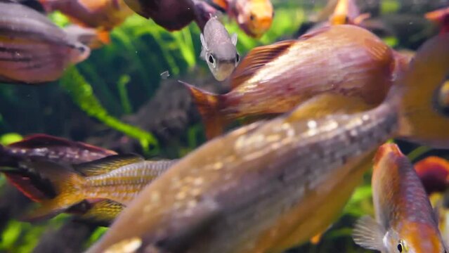 Red rainbowfish (Glossolepis incisus), Boeseman's rainbowfish (Melanotaenia boesemani), Australian rainbowfish (Melanotaenia fluviatilis) and banded rainbowfish (Melanotaenia trifasciata) underwater