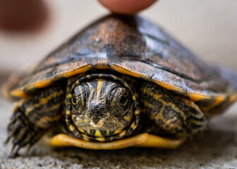 close up of a turtle in his shell, child with his finger on top of shell