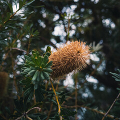 Banksia flower