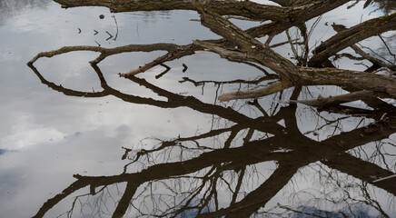 reflection of tree branches submerged in swampy pond waters, springtime