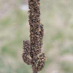 last year's dried seed head in spring