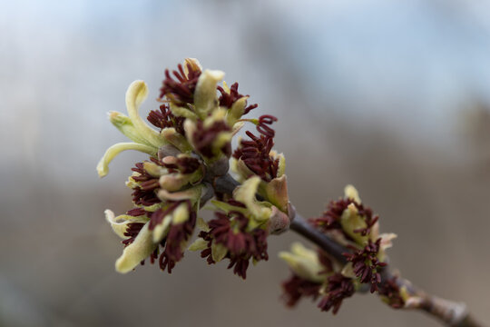 Flower Buds Of A Box Elder Tree Close Up