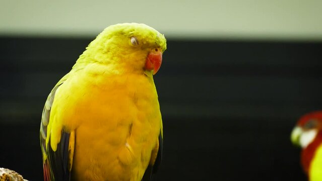 A male regent parrot (Polytelis anthopeplus) or rock pebbler in captivity, close view