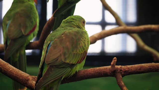 Female regent parrots (Polytelis anthopeplus) or rock pebblers in captivity