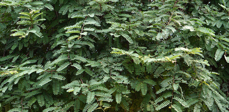 Green Tamarind Leaf Background