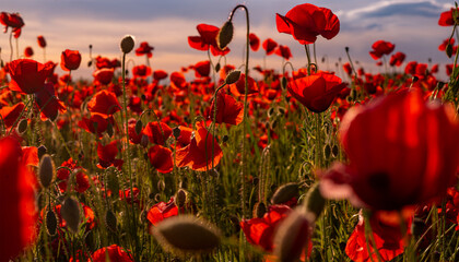 Flowers Red poppies blossom on wild field. Anzac Day memorial poppies. Field of red poppy flowers to honour fallen veterans soldiers in battle of Anzac day. Wildflowers blooming poppy field landscape. - obrazy, fototapety, plakaty