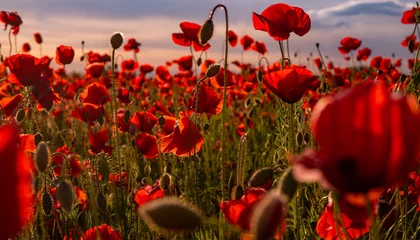 Fototapeten Blumen Rote Mohnblumen blühen auf wildem Feld. Gedenkmohnblumen zum Anzac-Tag. Feld mit roten Mohnblumen, um gefallene Veteranensoldaten in der Schlacht von Anzac-Tag zu ehren. Wildblumen blühende Mohnfeldlandschaft. © Volodymyr