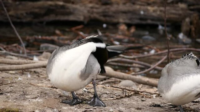 Two male northern pintails (Anas acuta) preening their feathers