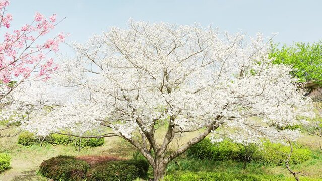 春を迎えた美しい満開の大島桜の花