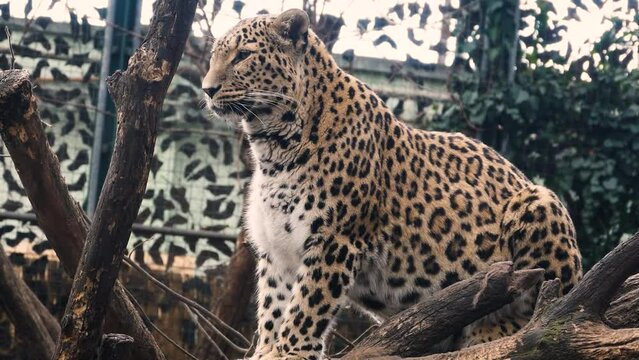 Amur leopard (Panthera pardus orientalis) in captivity