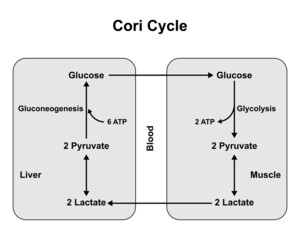 Schematic Diagram of Cori Cycle. Recycling Pathways Between Muscle And Liver. Vector Illustration.