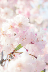 The cherry blossoms smile in the spring sunshine.