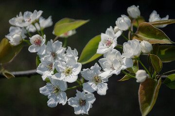 The cherry blossoms smile in the spring sunshine.
