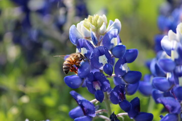 Bluebonnets and bumblebee